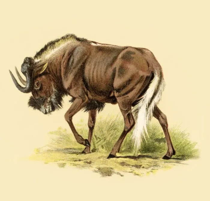Framed Print : Wildebeests chromolitography 1888 Framed Print : Wildebeests chromolitography 1888