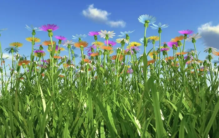 Framed Print : Wildflower meadow, artwork Framed Print : Wildflower meadow, artwork
