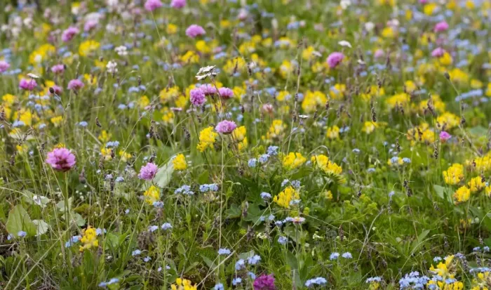 Framed Print : Wildflower meadow in the Dolomiti di Sesto National Park, Sexten Dolomites, Hochpustertal, High Puster Valley, South Tyrol, Italy, Europe Framed Print : Wildflower meadow in the Dolomiti di Sesto National Park, Sexten Dolomites, Hochpustertal, High Puster Valley, South Tyrol, Italy, Europe