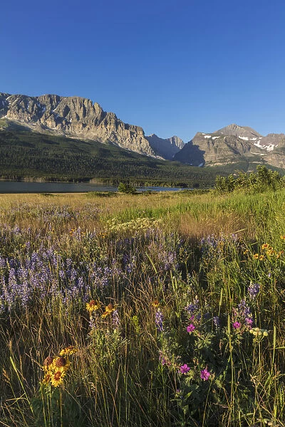 Wildflower meadow in Many Glacier Valley of Glacier National Park, Montana, USA