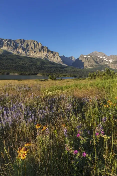 Framed Print : Wildflower meadow in Many Glacier Valley of Glacier National Park, Montana, USA Framed Print : Wildflower meadow in Many Glacier Valley of Glacier National Park, Montana, USA