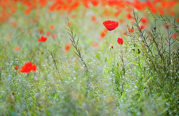 A wildflower meadow with red Poppies