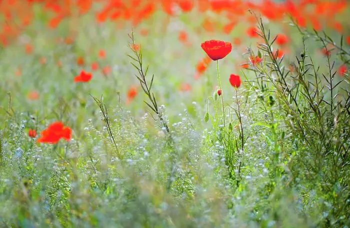 Framed Print : A wildflower meadow with red Poppies Framed Print : A wildflower meadow with red Poppies