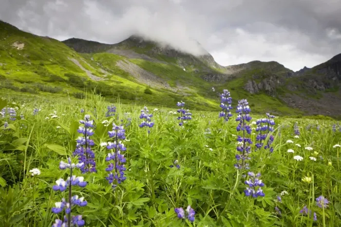 Framed Print : Wildflower meadow in the Talkeetna Mountains, Alaska, USA, North America Framed Print : Wildflower meadow in the Talkeetna Mountains, Alaska, USA, North America