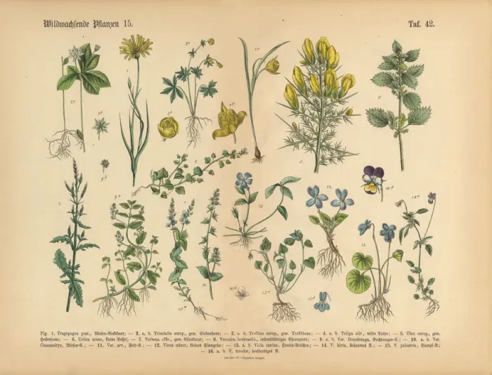 Framed Print : Wildflower and Medicinal Herbal Plants, Victorian Botanical Illustration Framed Print : Wildflower and Medicinal Herbal Plants, Victorian Botanical Illustration