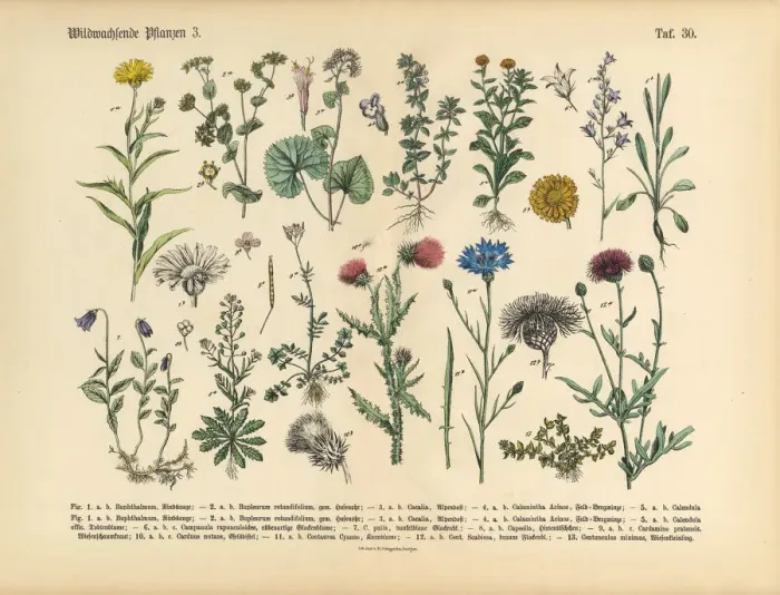 Framed Print : Wildflower and Medicinal Herbal Plants, Victorian Botanical Illustration Framed Print : Wildflower and Medicinal Herbal Plants, Victorian Botanical Illustration