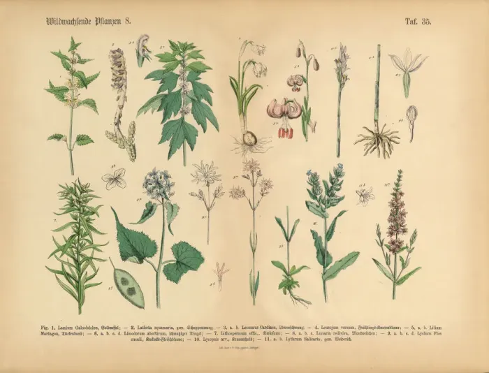 Framed Print : Wildflower and Medicinal Herbal Plants, Victorian Botanical Illustration Framed Print : Wildflower and Medicinal Herbal Plants, Victorian Botanical Illustration