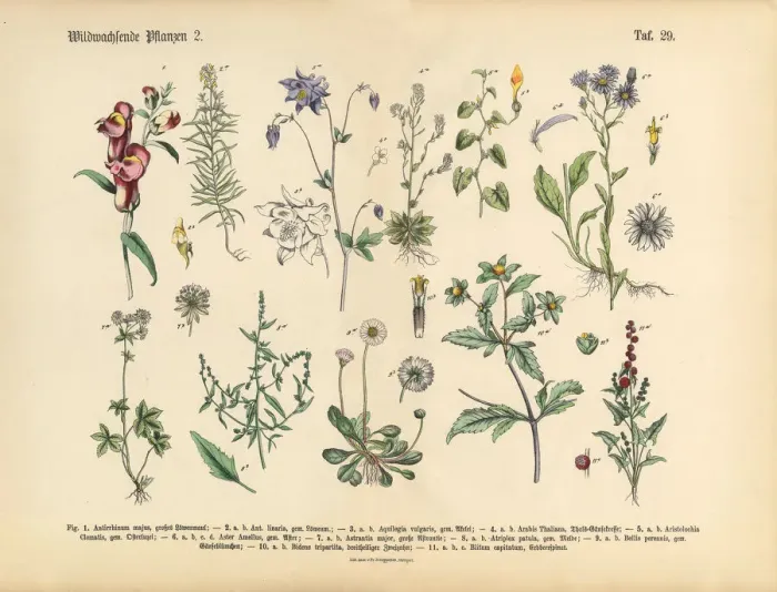 Framed Print : Wildflower and Medicinal Herbal Plants, Victorian Botanical Illustration Framed Print : Wildflower and Medicinal Herbal Plants, Victorian Botanical Illustration