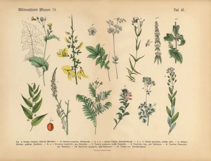 Framed Print : Wildflower and Medicinal Herbal Plants, Victorian Botanical Illustration Framed Print : Wildflower and Medicinal Herbal Plants, Victorian Botanical Illustration