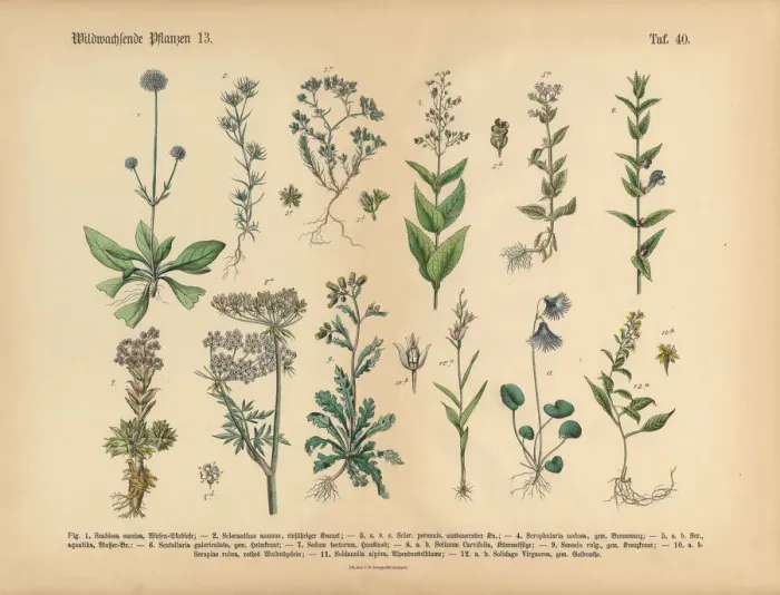 Framed Print : Wildflower and Medicinal Herbal Plants, Victorian Botanical Illustration Framed Print : Wildflower and Medicinal Herbal Plants, Victorian Botanical Illustration