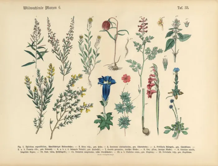 Framed Print : Wildflower and Medicinal Herbal Plants, Victorian Botanical Illustration Framed Print : Wildflower and Medicinal Herbal Plants, Victorian Botanical Illustration