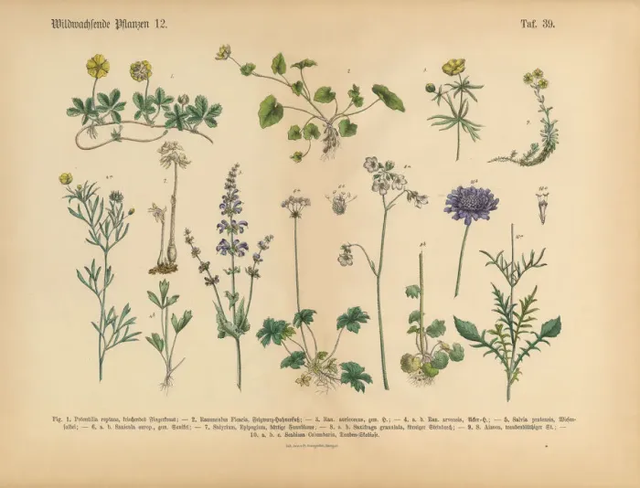 Framed Print : Wildflower and Medicinal Herbal Plants, Victorian Botanical Illustration Framed Print : Wildflower and Medicinal Herbal Plants, Victorian Botanical Illustration
