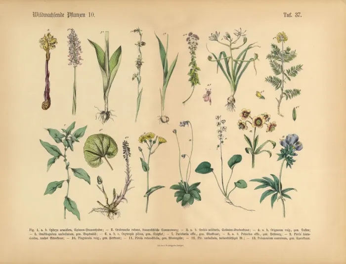 Framed Print : Wildflower and Medicinal Herbal Plants, Victorian Botanical Illustration Framed Print : Wildflower and Medicinal Herbal Plants, Victorian Botanical Illustration