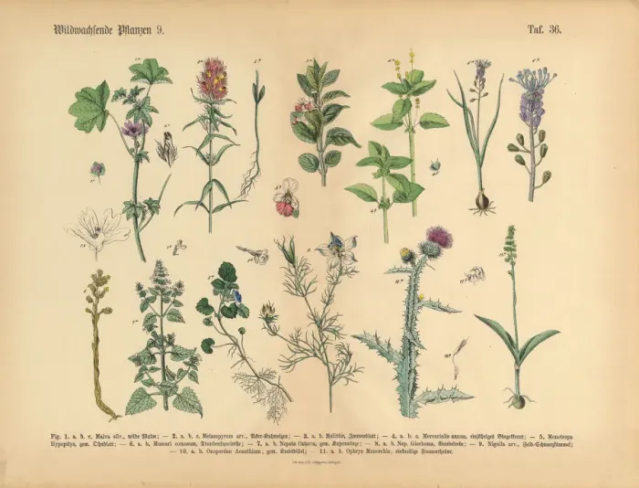 Framed Print : Wildflower and Medicinal Herbal Plants, Victorian Botanical Illustration Framed Print : Wildflower and Medicinal Herbal Plants, Victorian Botanical Illustration