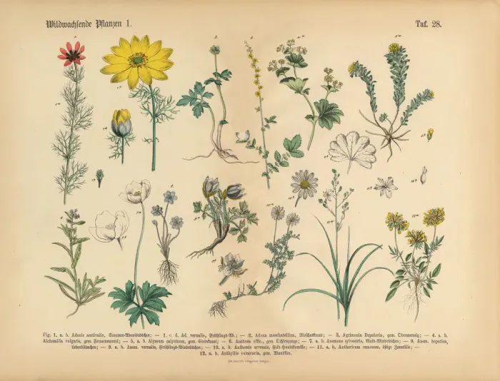 Framed Print : Wildflower and Medicinal Herbal Plants, Victorian Botanical Illustration Framed Print : Wildflower and Medicinal Herbal Plants, Victorian Botanical Illustration