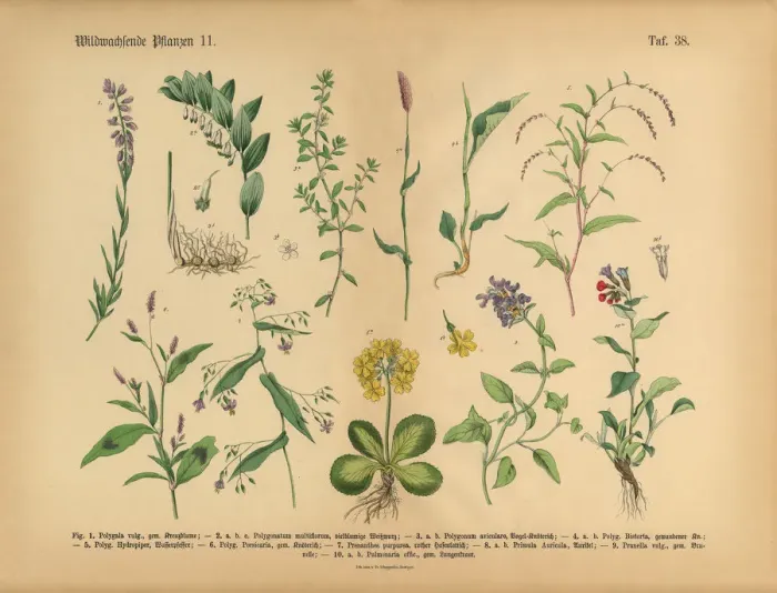 Framed Print : Wildflower and Medicinal Herbal Plants, Victorian Botanical Illustration Framed Print : Wildflower and Medicinal Herbal Plants, Victorian Botanical Illustration