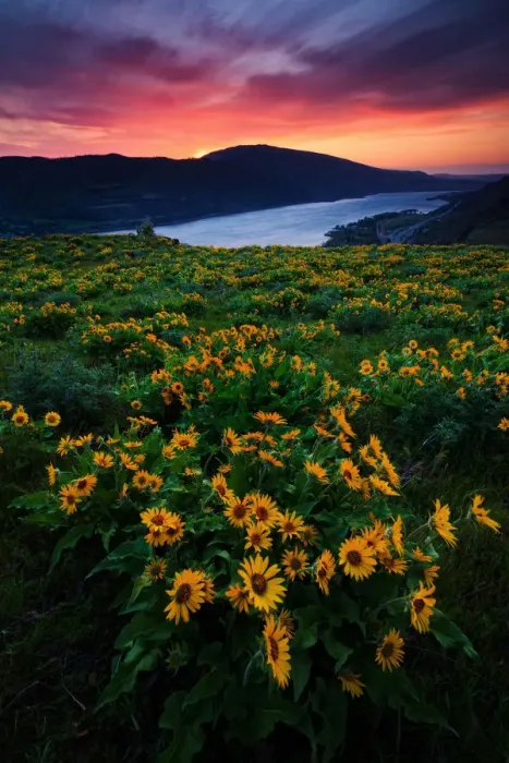 Framed Print : Wildflower sunrise Framed Print : Wildflower sunrise
