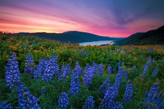 Framed Print : Wildflower Sunrise Framed Print : Wildflower Sunrise