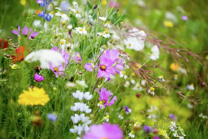 Framed Print : Wildflowers Framed Print : Wildflowers