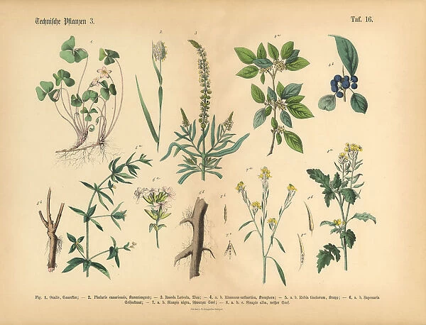 Wildflowers, Annual and Perennial Plants, Victorian Botanical Illustration