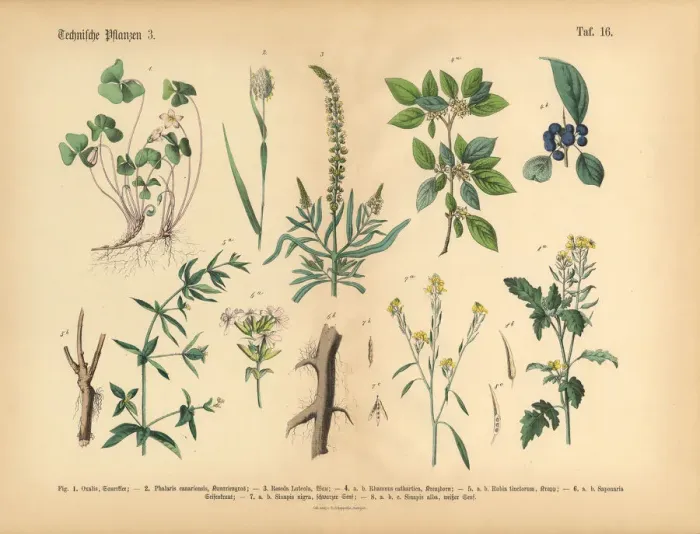 Framed Print : Wildflowers, Annual and Perennial Plants, Victorian Botanical Illustration Framed Print : Wildflowers, Annual and Perennial Plants, Victorian Botanical Illustration
