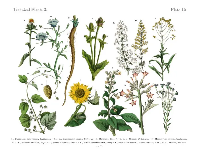 Framed Print : Wildflowers, Annual and Perennial Plants, Victorian Botanical Illustration Framed Print : Wildflowers, Annual and Perennial Plants, Victorian Botanical Illustration