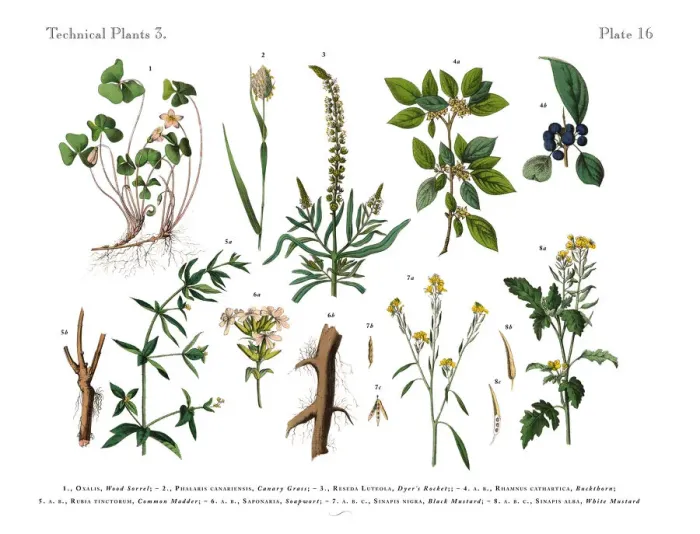 Framed Print : Wildflowers, Annual and Perennial Plants, Victorian Botanical Illustration Framed Print : Wildflowers, Annual and Perennial Plants, Victorian Botanical Illustration
