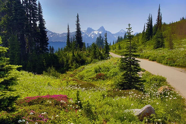 Wildflowers bloom along Skyline Trail, Mount Rainier National Park, Washington State, USA