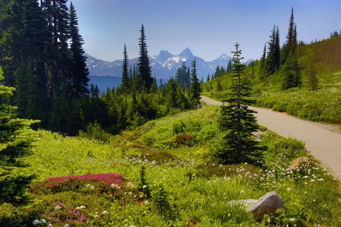 Framed Print : Wildflowers bloom along Skyline Trail, Mount Rainier National Park, Washington State, USA Framed Print : Wildflowers bloom along Skyline Trail, Mount Rainier National Park, Washington State, USA