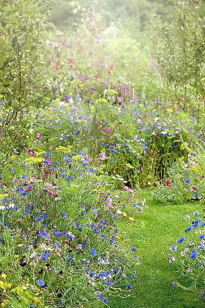 Wildflowers in and English cottage garden with a grass path, in the soft summer sunshine