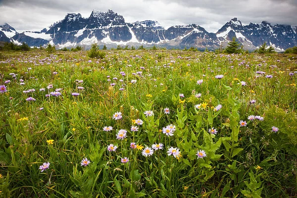 Wildflowers, Jasper National Park, Alberta, Canada