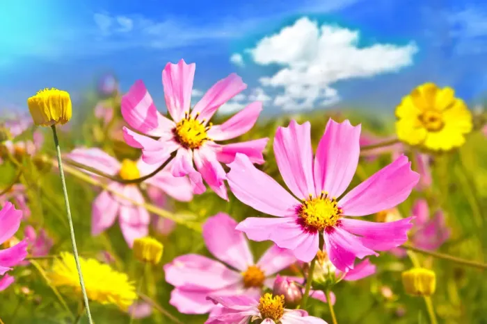 Framed Print : Wildflowers on a meadow in a sunny day. Closeup in focus, background blurred Framed Print : Wildflowers on a meadow in a sunny day. Closeup in focus, background blurred