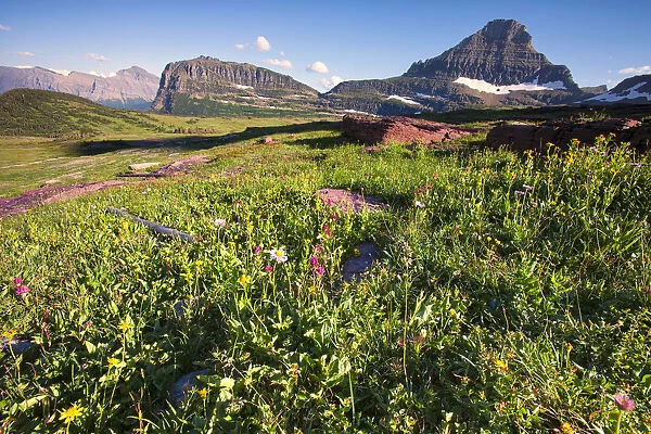 Wildflowers and mountains at Glacier National Park, Montana, USA