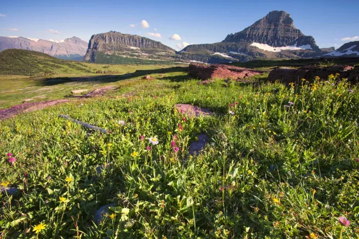 Framed Print : Wildflowers and mountains at Glacier National Park, Montana, USA