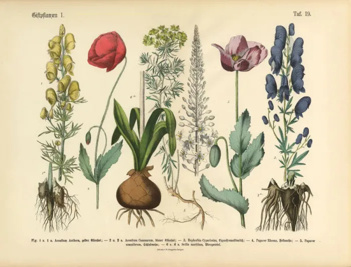 Framed Print : Wildflowers, Poisonous and Toxic Plants, Victorian Botanical Illustration Framed Print : Wildflowers, Poisonous and Toxic Plants, Victorian Botanical Illustration