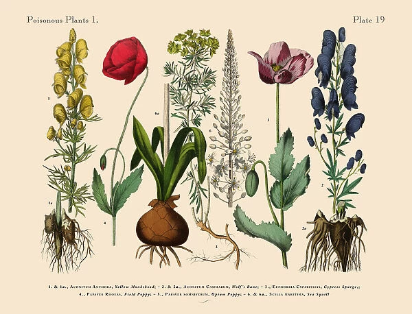 Wildflowers, Poisonous and Toxic Plants, Victorian Botanical Illustration