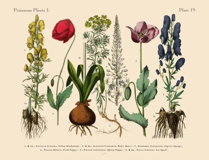 Framed Print : Wildflowers, Poisonous and Toxic Plants, Victorian Botanical Illustration Framed Print : Wildflowers, Poisonous and Toxic Plants, Victorian Botanical Illustration