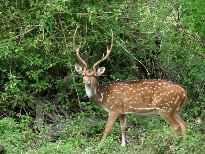 Framed Print : Wildlife. Mudumalai National Park and Wildlife Sanctuary Framed Print : Wildlife. Mudumalai National Park and Wildlife Sanctuary