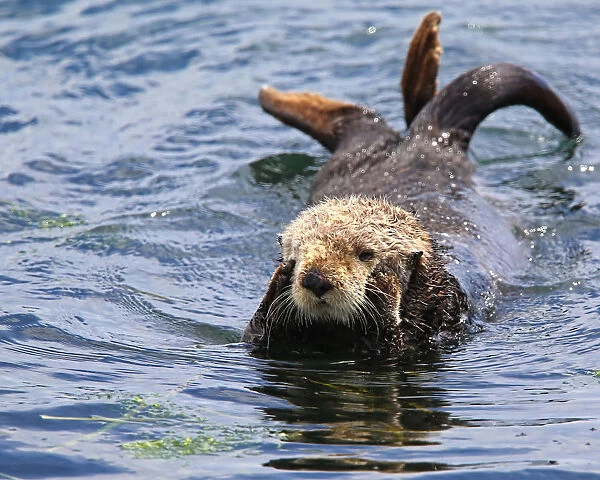 Wildlife. Oh, dear! Sea otter looking as if it is thinking