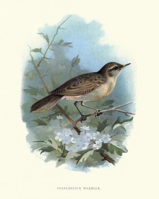 Framed Print : Wildlife, Birds, common grasshopper warbler (Locustella naevia) Framed Print : Wildlife, Birds, common grasshopper warbler (Locustella naevia)