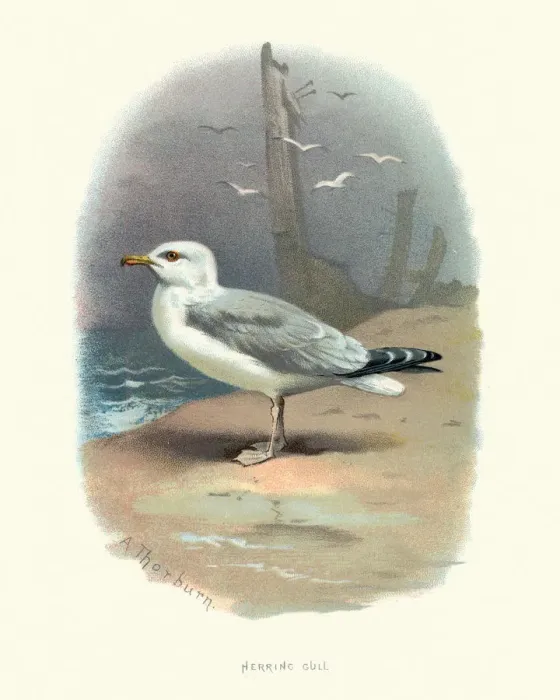 Framed Print : Wildlife, Birds, European herring gull (Larus argentatus)