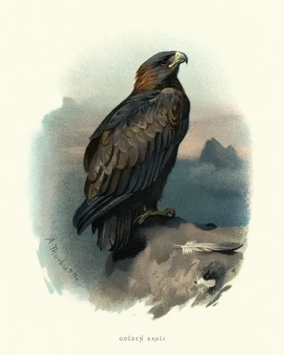 Framed Print : Wildlife, Birds, golden eagle (Aquila chrysaetos) Framed Print : Wildlife, Birds, golden eagle (Aquila chrysaetos)