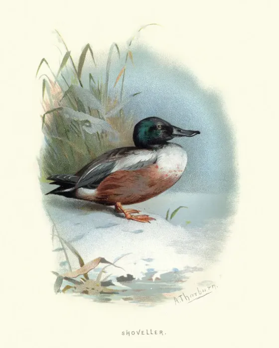 Framed Print : Wildlife, Birds, Northern shoveler, Spatula clypeata Framed Print : Wildlife, Birds, Northern shoveler, Spatula clypeata