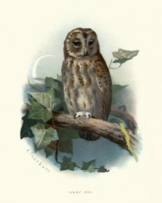 Framed Print : Wildlife, Birds, tawny owl or brown owl (Strix aluco)