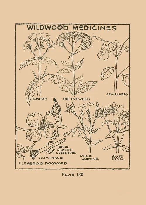 Framed Print : Wildwood Medicines
