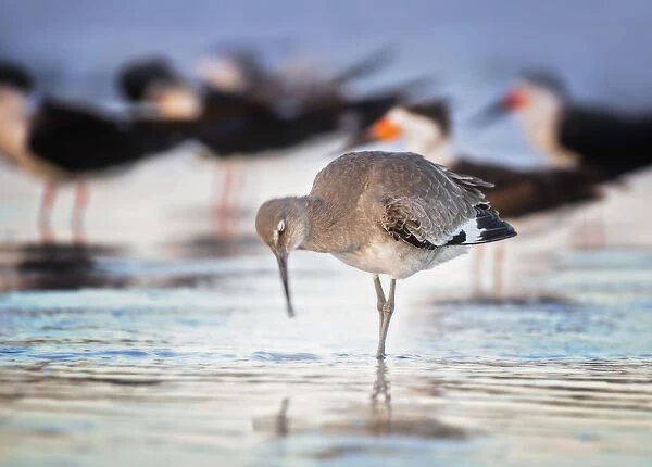 A Willet Bird in Early Morning with Black Skimmers at Fort Myers Beach, Florida