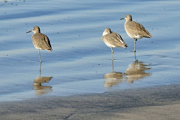 Willets -Tringa semipalmata- in the intertidal zone, Oceanside, San Diego, California, United States