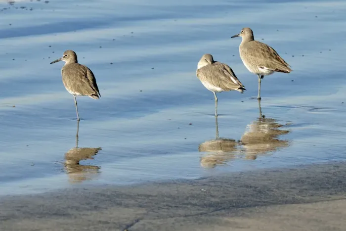 Framed Print : Willets -Tringa semipalmata- in the intertidal zone, Oceanside, San Diego, California, United States Framed Print : Willets -Tringa semipalmata- in the intertidal zone, Oceanside, San Diego, California, United States