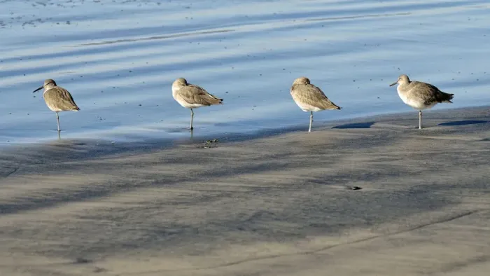 Framed Print : Willets -Tringa semipalmata- in the intertidal zone, Oceanside, San Diego, California, United States Framed Print : Willets -Tringa semipalmata- in the intertidal zone, Oceanside, San Diego, California, United States