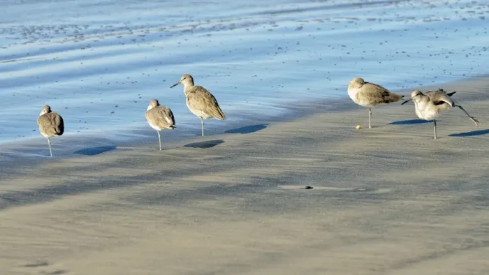 Framed Print : Willets -Tringa semipalmata- in the intertidal zone, Oceanside, San Diego, California, United States Framed Print : Willets -Tringa semipalmata- in the intertidal zone, Oceanside, San Diego, California, United States